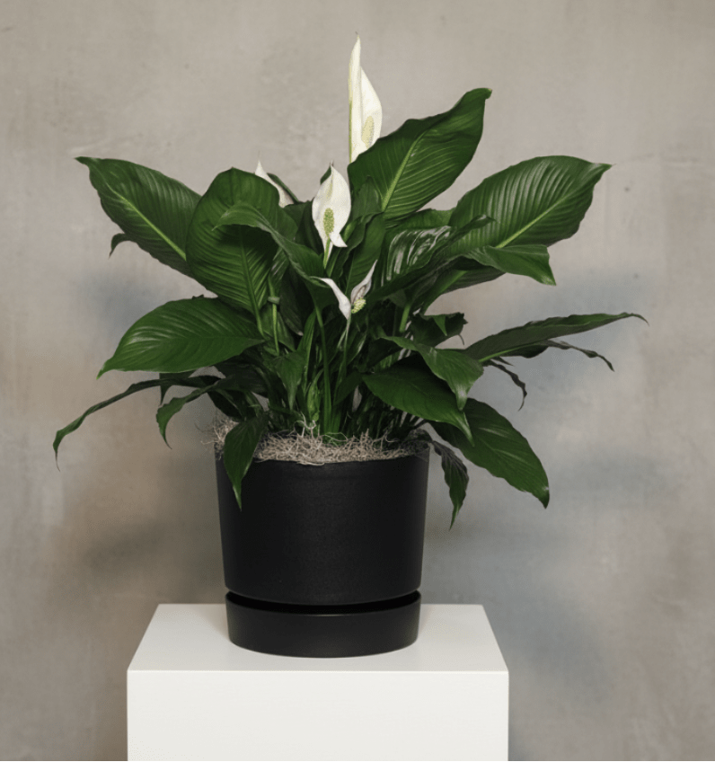 Container Peace Lily - A potted 8" peace lily in a large cameo container will make a wonderful gift for a new office, new home, or as a sympathy gift. Container is a cameo style with a built in drip tray for easy care. Container made locally in Applecreek, Ohio.