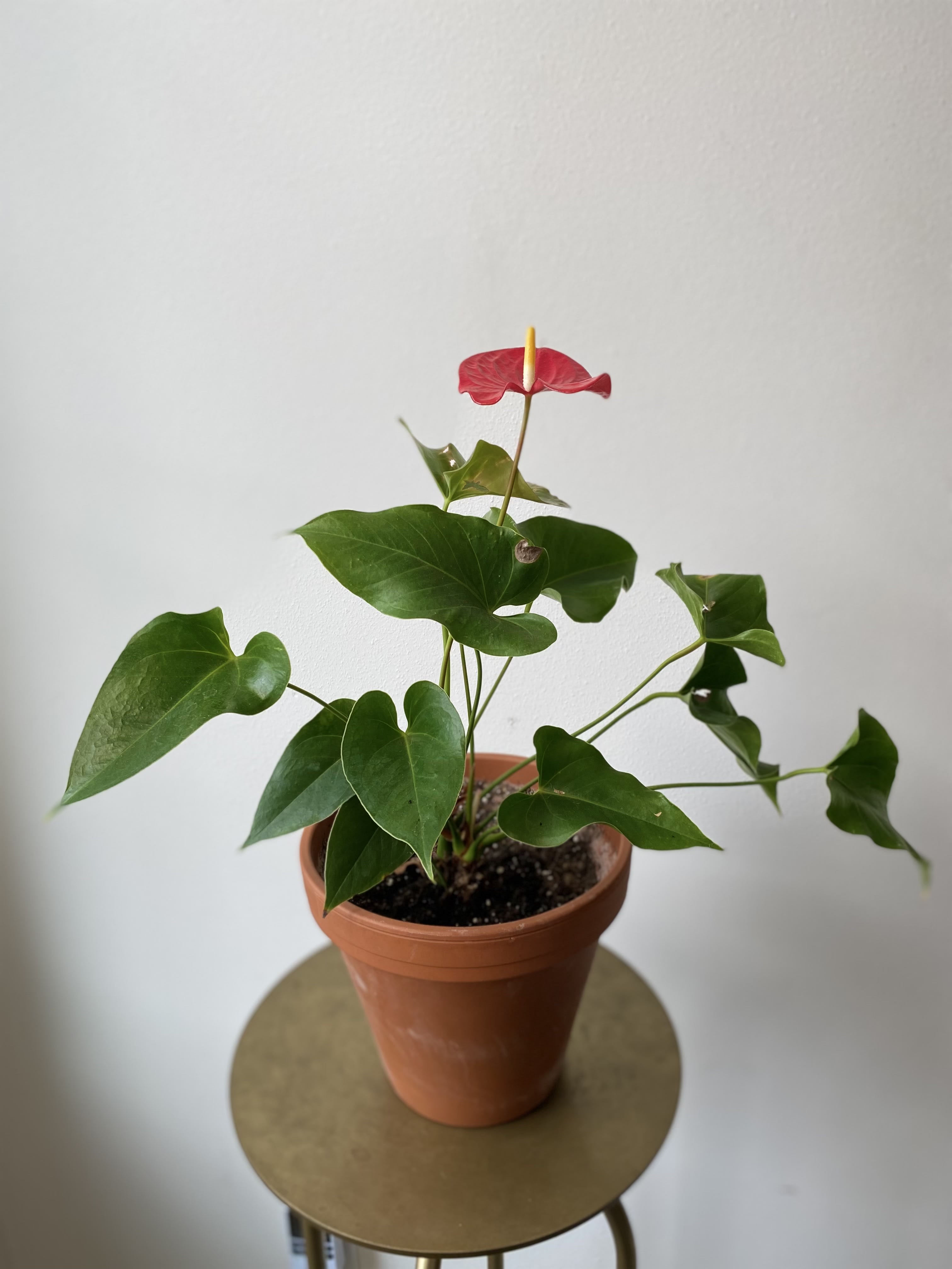 Potted anthurium plant with a red spathe and green leaves