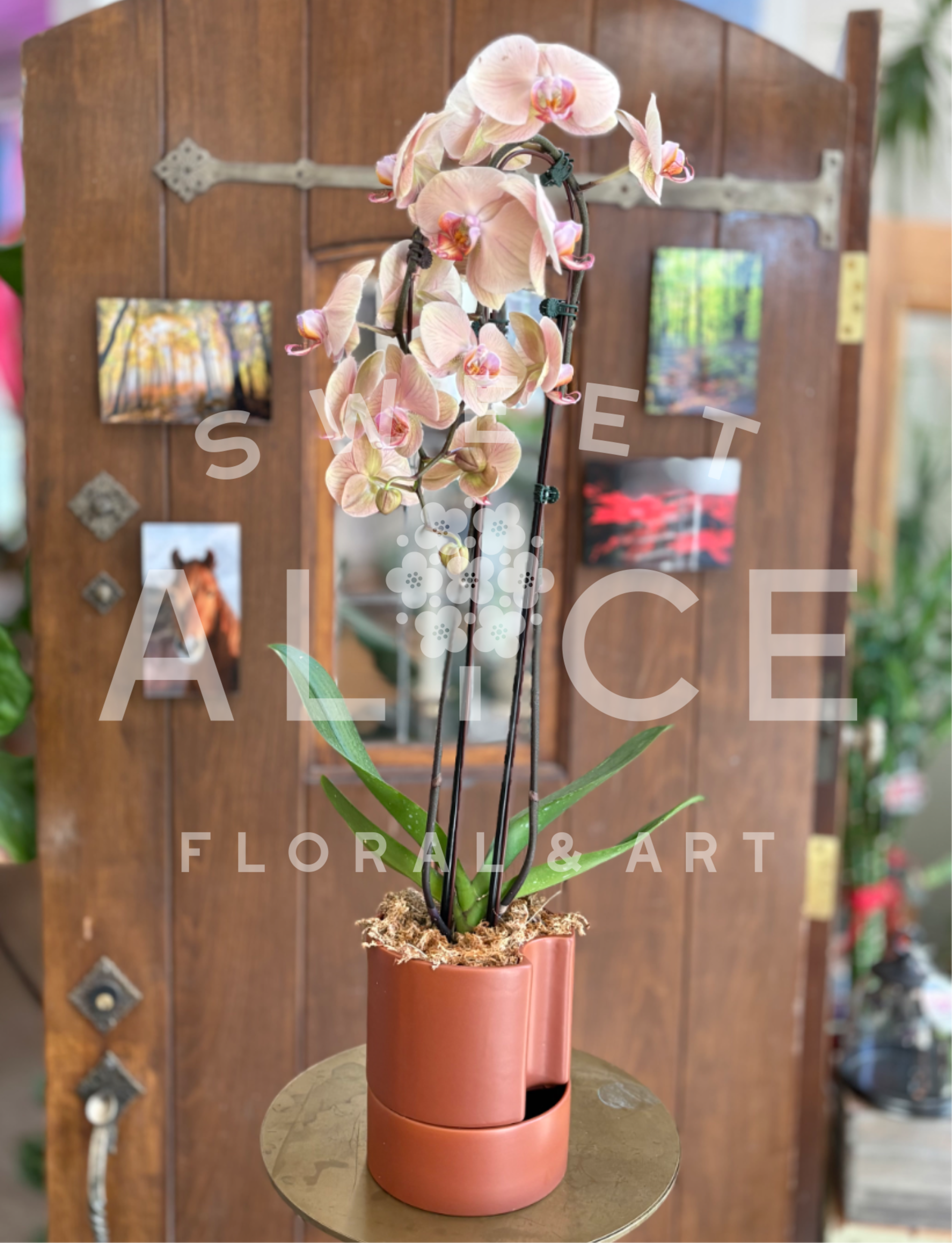 Pretty in Peach Potted Orchid - Stunning Phalaenopsis orchid boasting two stems of beautiful peach blooms.  Planted in moss in a 6" terracotta self-watering planter.  This beauty is perfect for all plant and flower enthusiasts.  