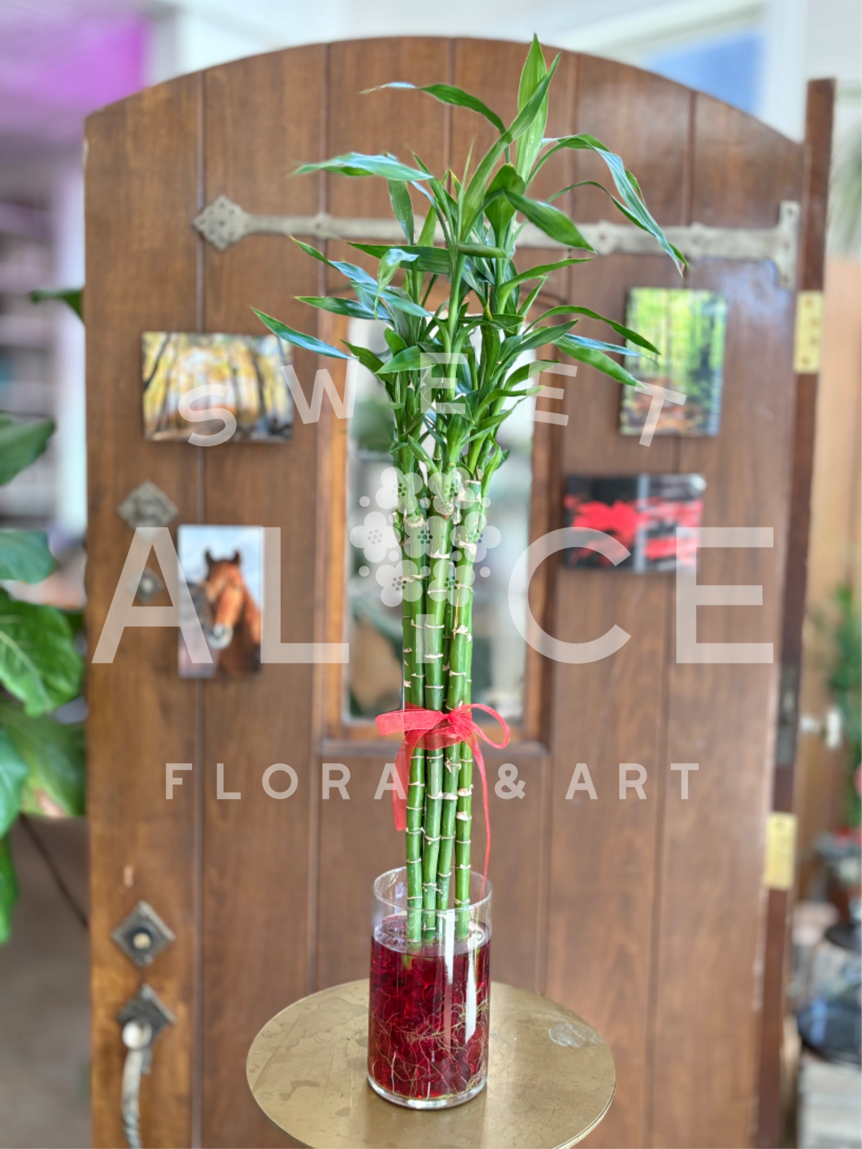 Wealth and Good Fortune - Beautiful bamboo rooted in a glass cylinder vase.  Give the gift of wealth and good fortune to all.