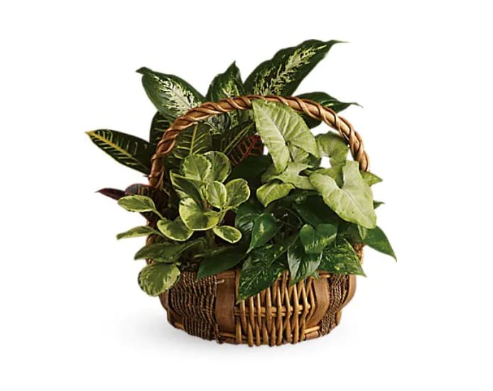 Basket of assorted green houseplants with a woven handle