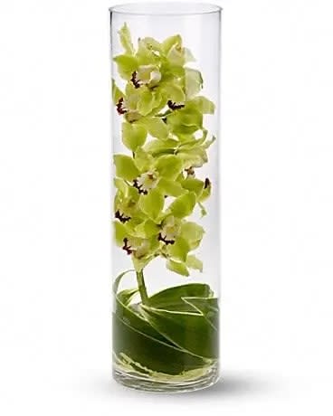 Zensational - When this tall, green and handsome arrangement arrives at someone's home or office, it is destined to create a Zensation! It's so dramatic, so different, and so delightful. Gorgeous green cymbium orchids and ti leaves stand tall in a striking 19" glass cylinder vase. 