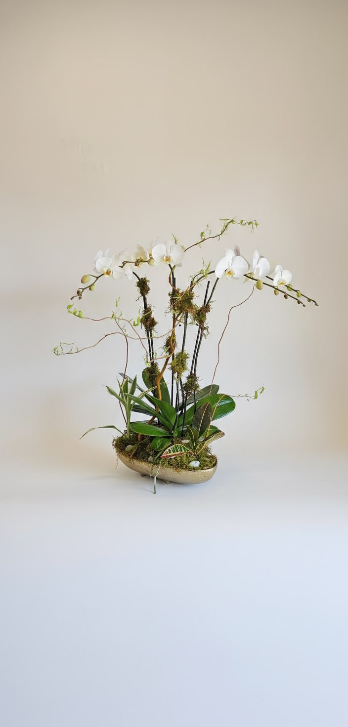 White orchids in a low oval planter with moss and green plants
