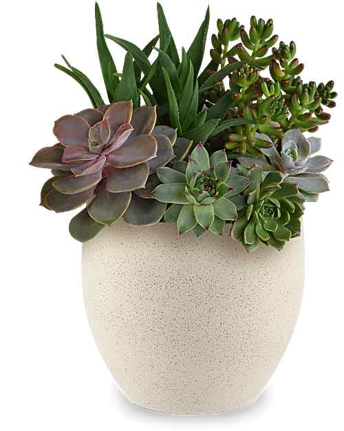 Modern Stone Succulent Garden - A sculptural cluster of rosette succulents and upright foliage makes this Modern Stone Succulent Garden an elegant housewarming gift or everyday tabletop accent. As a compact flower arrangement for the home or office, it brings a clean, modern vibe-perfect for someone who appreciates low-key, lasting greenery rather than cut blooms.  Modern Stone Succulent Garden, a clean, contemporary display of living succulents in a Modern Stone Bowl. The faux concrete speckled finish gives this easy-care Father's Day gift cool, modern appeal.  Approximately 9 1/2" W x 11 3/4" H