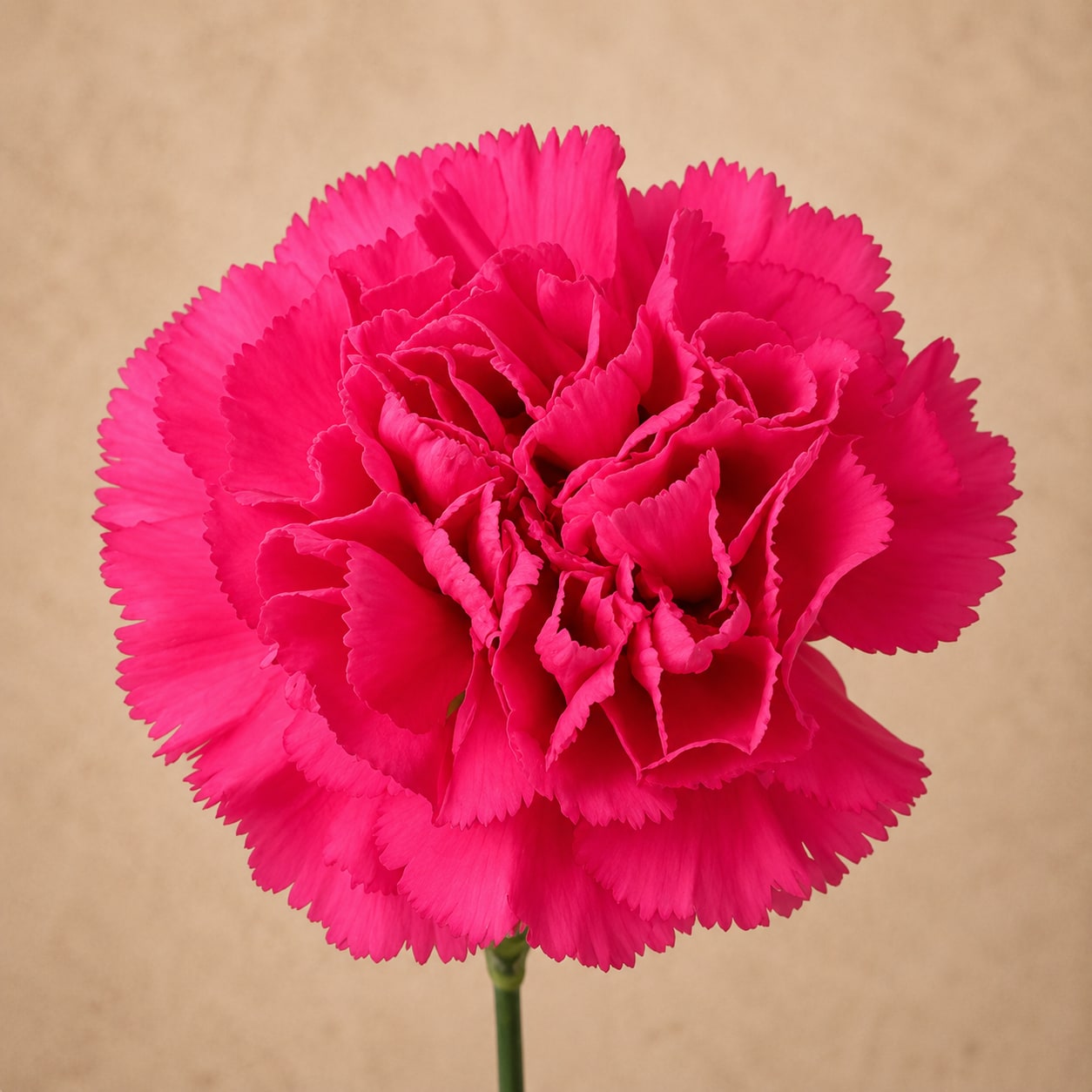 Hot Pink Carnation Bunch (24 Stems) - Hot Pink Carnation Bunch (24 Stems)
