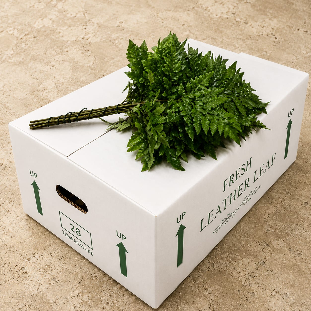 Leather Leaf Box - 20 bunches of leather leaf in the box! 