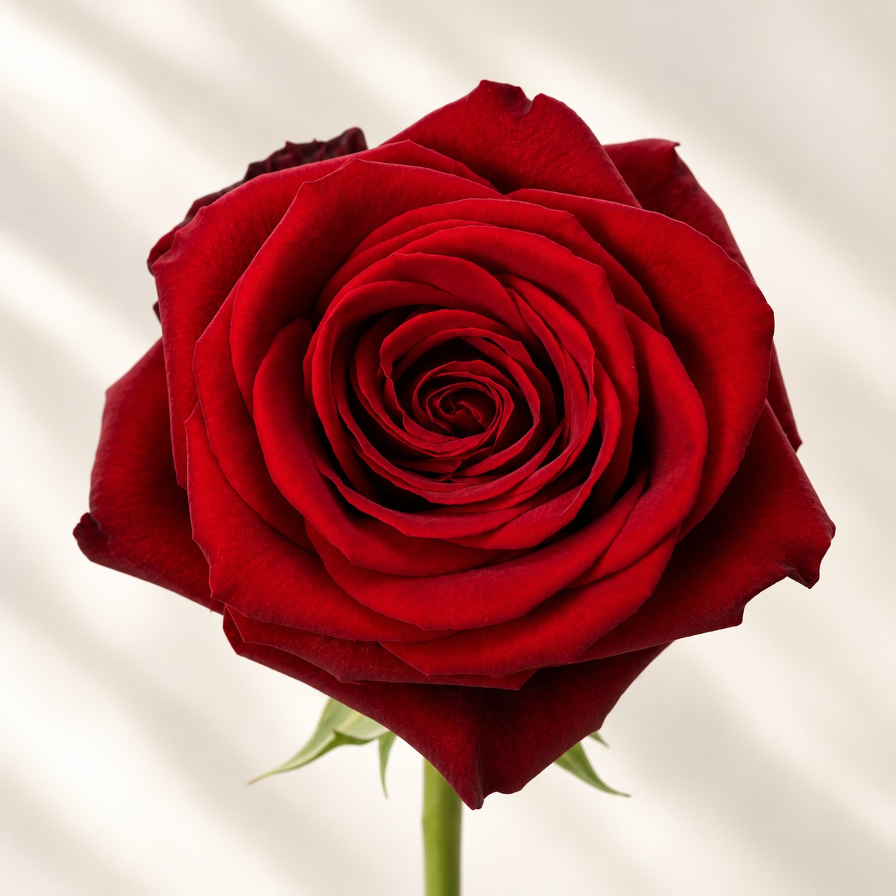 Single red rose in close-up against a light background
