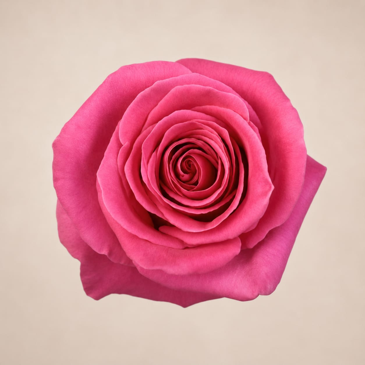 Single bright pink rose bloom on a plain background