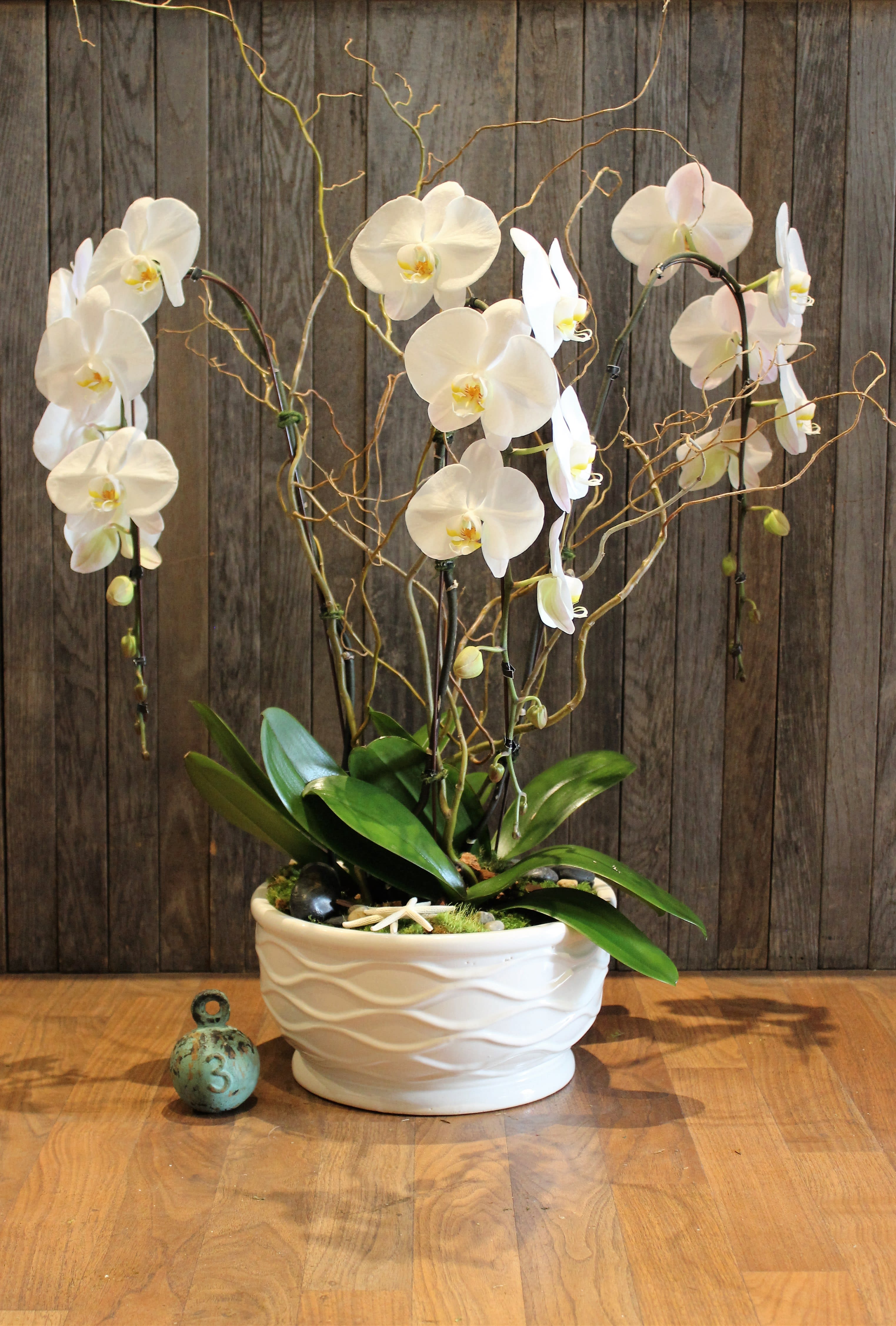 White orchids in a white ceramic pot with decorative branches