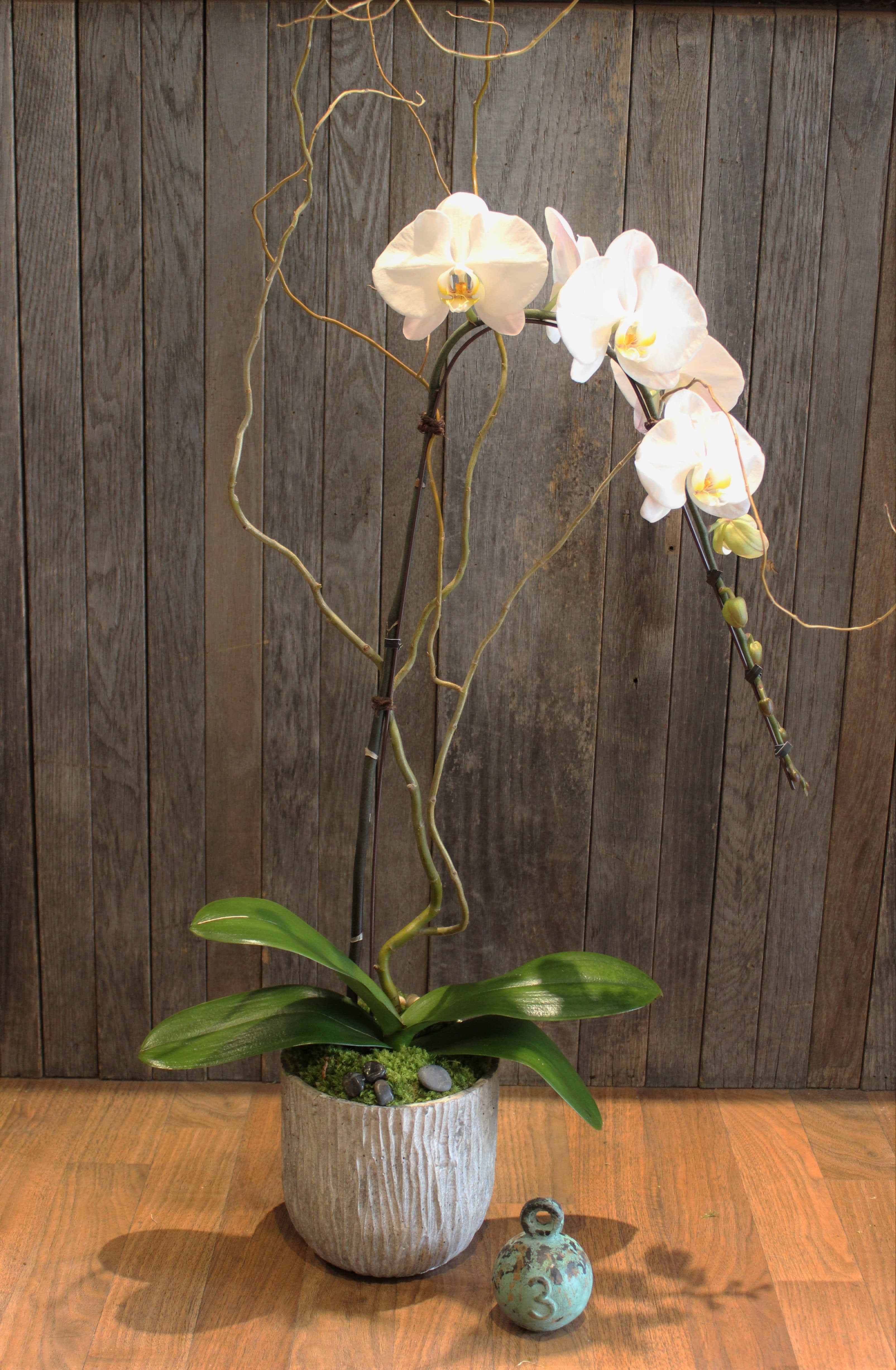 White orchid plant in a textured pot with a small decorative ball