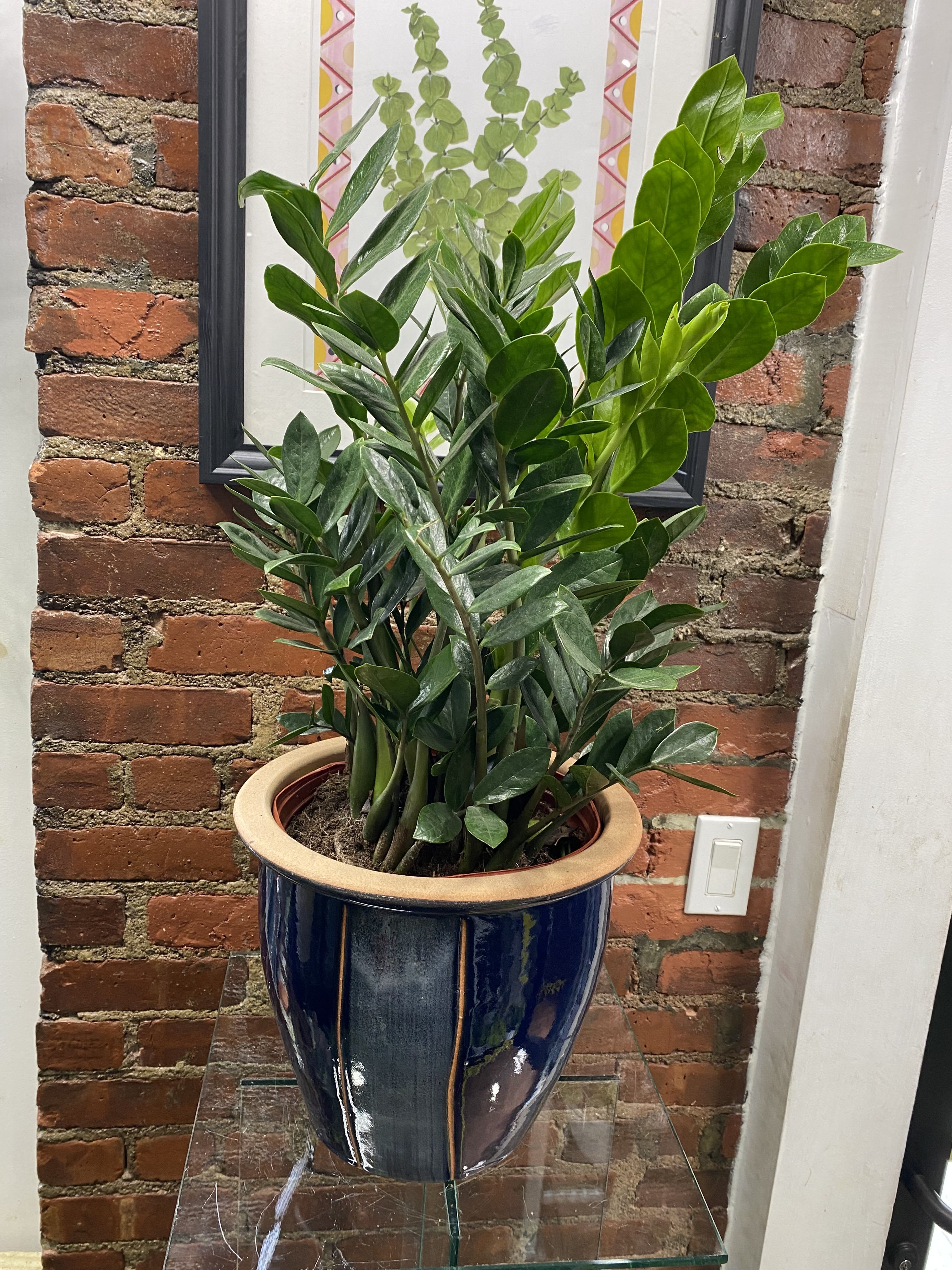 Large Potted ZZ Plant - A lush, architectural potted ZZ plant makes a lasting housewarming or thank-you gift that keeps its calm presence for years. This large potted ZZ plant is styled for modern home or office decor-the upright glossy green stems and dense oval leaves create a sculptural silhouette that reads as both natural and refined. It's the kind of green statement that will make the person you're thinking of feel settled and seen.  Planted in a deep blue ceramic planter with a tan rim, the bright foliage pops against the dark container for a crisp, contemporary contrast. The arrangement's clean lines and substantial size work well on a glass table, entry console, or beside a sofa; its low-maintenance nature means it thrives in moderate light and doesn't demand frequent watering. A practical, elegant gift for new homes, offices, or anyone who appreciates long-lasting greenery.