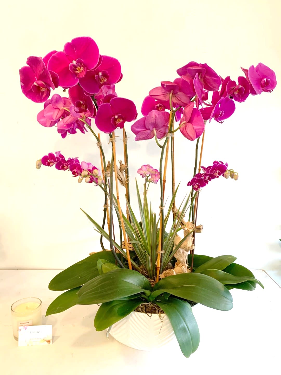 Potted pink orchids in a white container