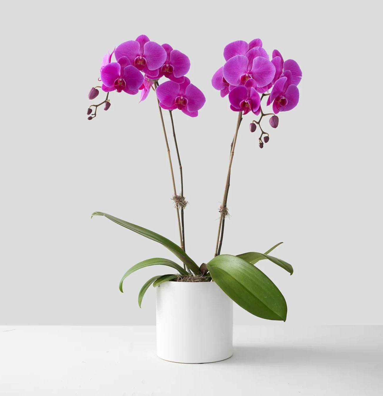 Two magenta orchid stems in a white pot