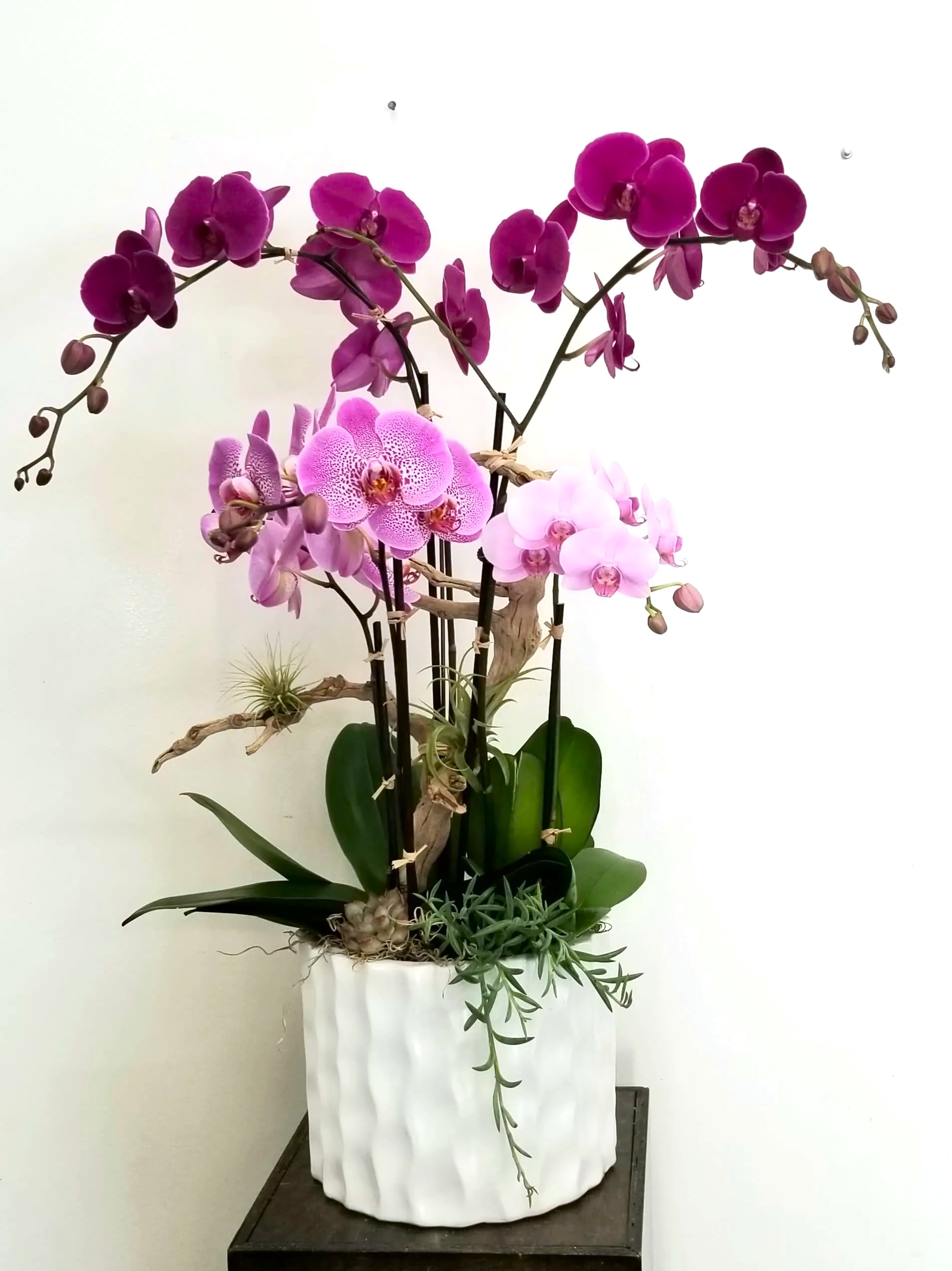 Potted orchid arrangement with pink and purple blooms in a white planter