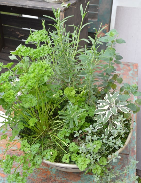 Potted arrangement of assorted green herbs and foliage in a shallow bowl