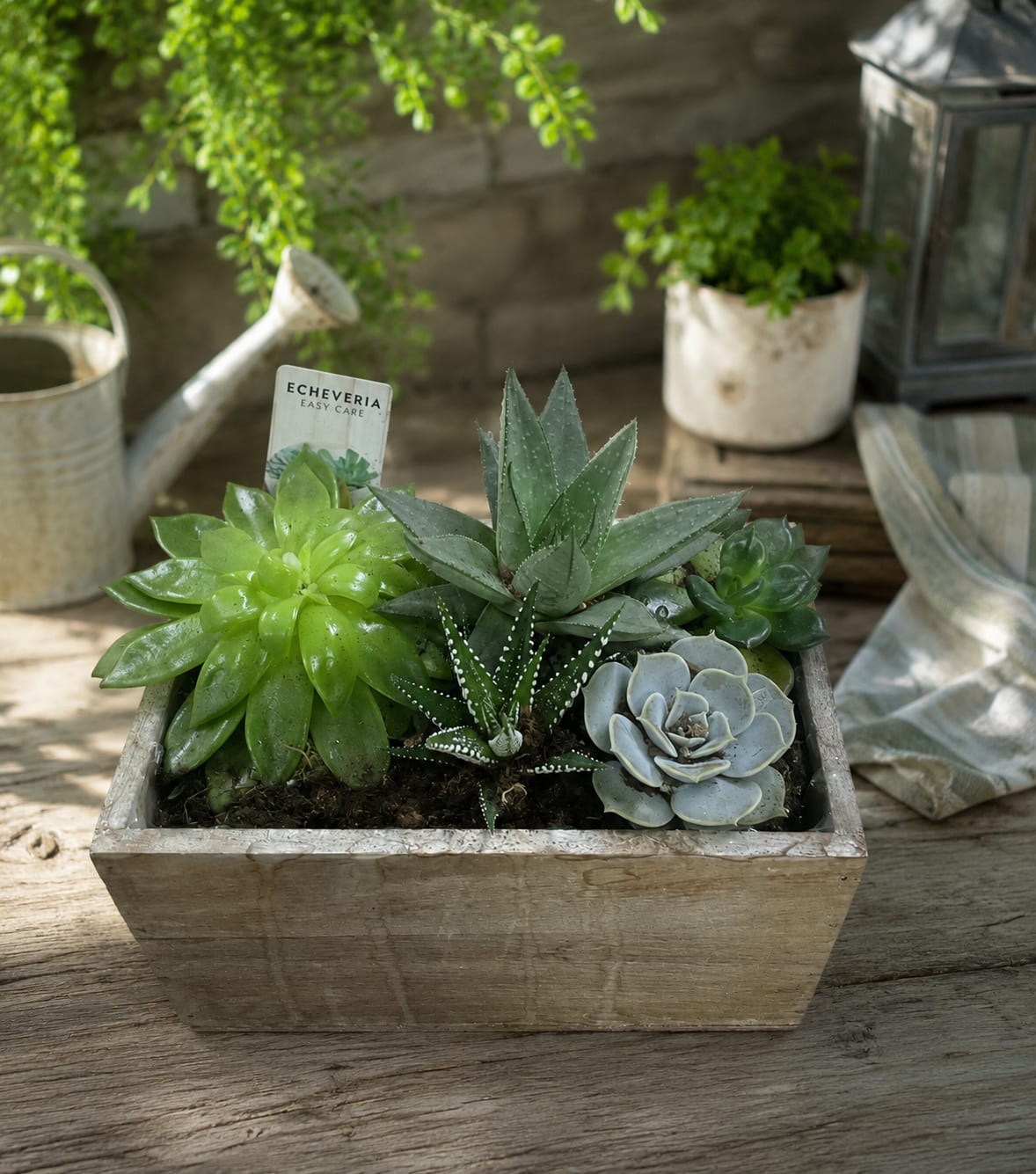Pure Harmony Succulent Garden  - Some gifts bring more than beauty—they bring a sense of peace. Pure Harmony combines a collection of easy-care succulents in a rustic wood planter designed to add warmth, balance, and natural charm to homes, offices, apartments, and workspaces. Inspired by the simple beauty found in nature, this living garden creates a welcoming display that feels both timeless and refreshing.  The varied textures, shapes, and shades of green work together to create a naturally balanced design that complements modern farmhouse, contemporary, traditional, and office décor alike. Whether displayed on a desk, bookshelf, coffee table, kitchen counter, reception area, or entryway table, Pure Harmony adds living greenery and natural beauty to the spaces where people gather, work, and relax.  Perfect for housewarmings, birthdays, encouragement, thank you gifts, retirement, sympathy occasions, thinking of you moments, office gifts, and everyday celebrations, Pure Harmony is a thoughtful way to share comfort, appreciation, and lasting enjoyment. Its easy-care nature makes it a wonderful choice for both experienced plant lovers and those new to caring for live plants.  Because each planter is handcrafted using live succulents, plant varieties may vary based on availability while maintaining the overall style, balance, and presentation of the desig