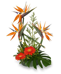 Fancy Birds - Tropical Arrangement with Birds of Paradise and Gerbera Daisies.