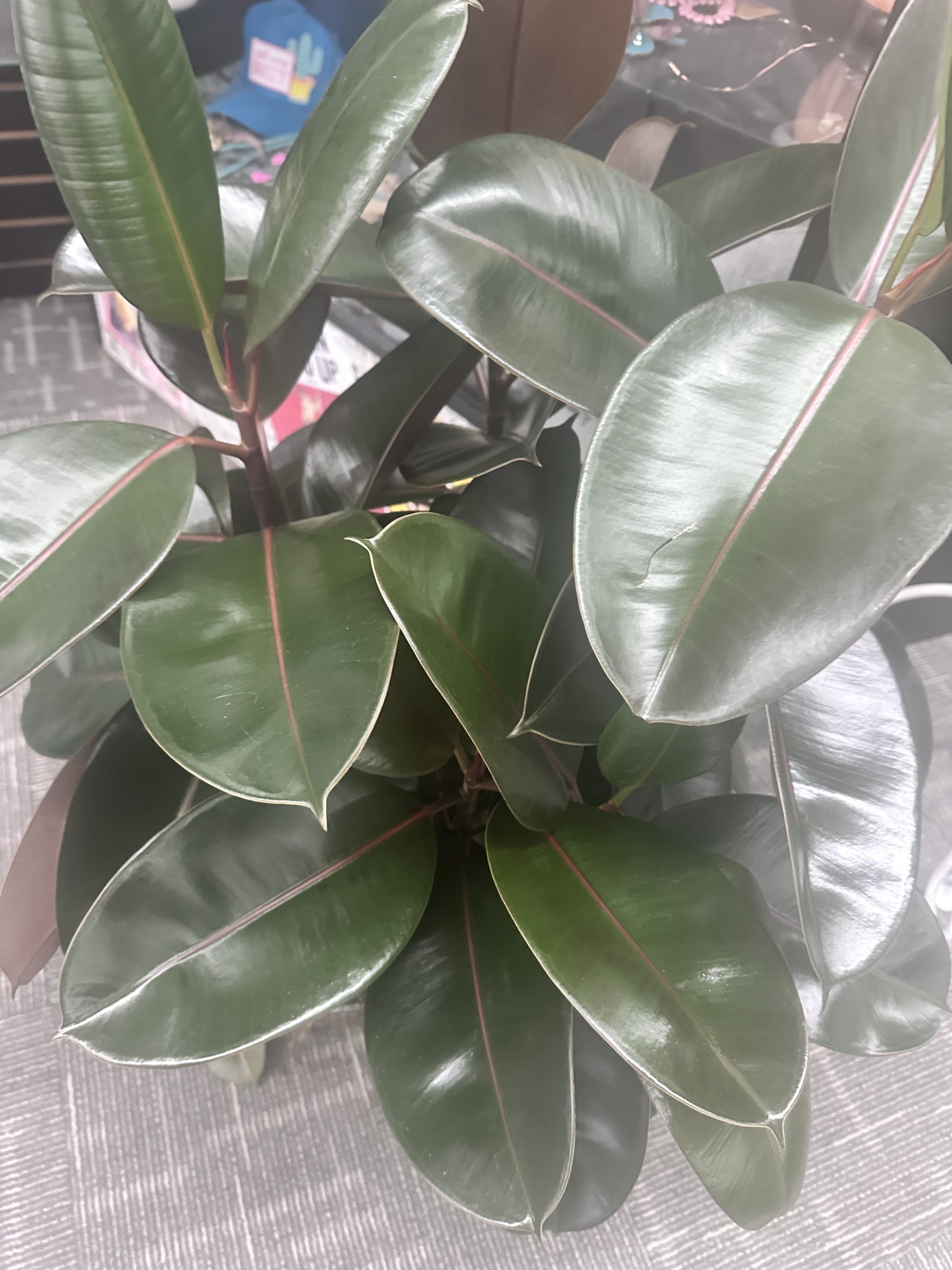 Green Plants - We keep a variety of green plants in stock, just give us your price point or call.
