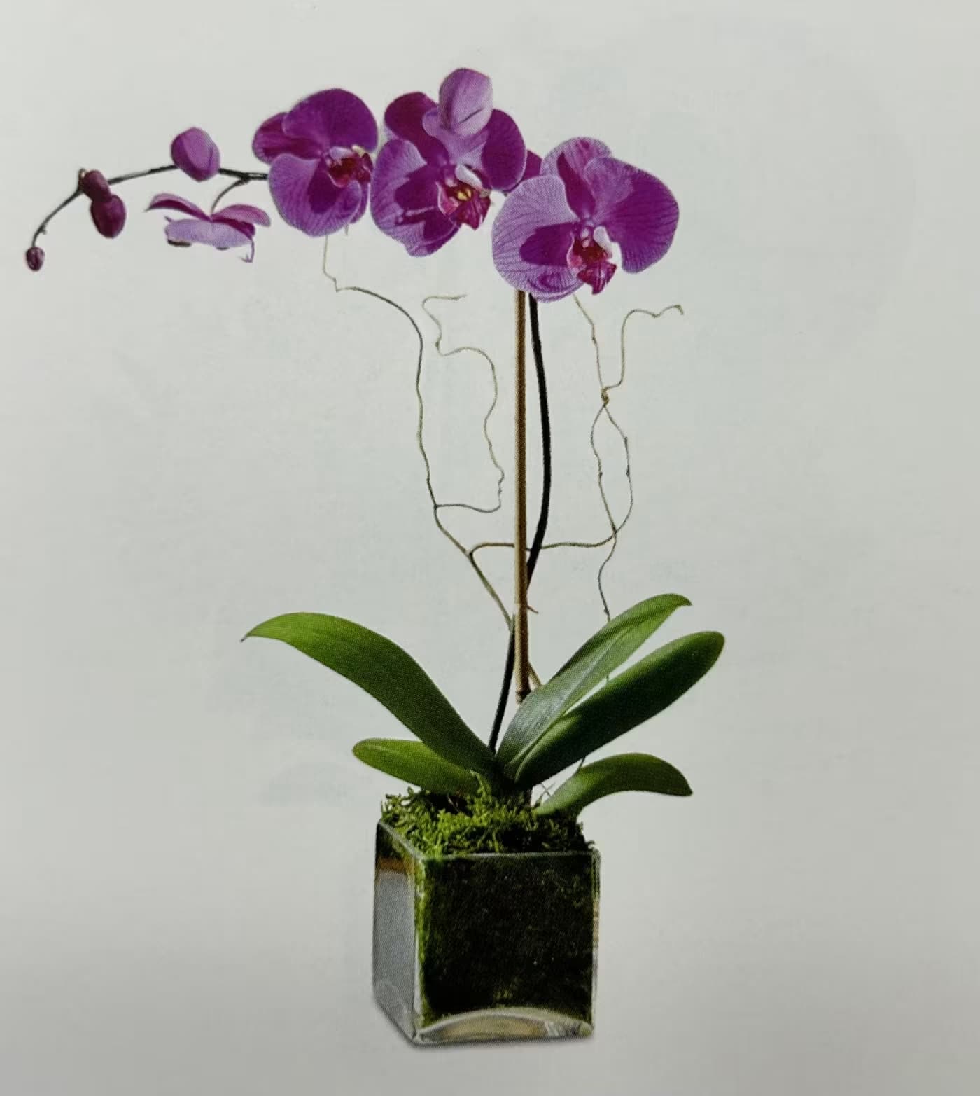 Purple orchid plant in a square glass vase
