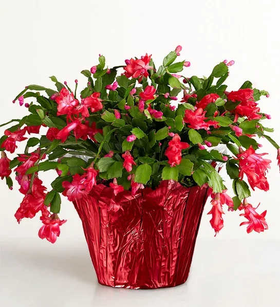 Pink Christmas cactus in a red foil pot