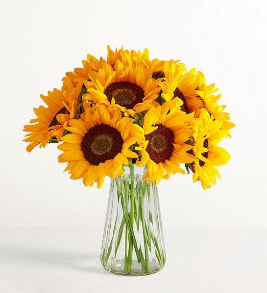 The Sun Will Come Out - Sunflowers paired with solidago in a clear glass vase  