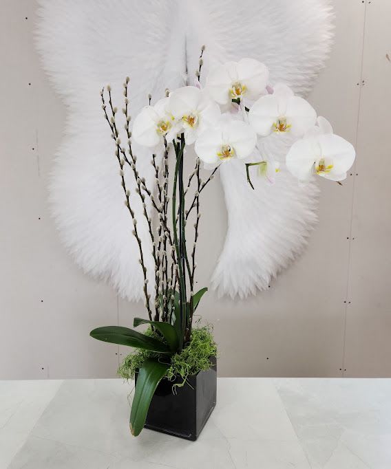 Tall white orchid plant with pussy willow branches in a black cube vase