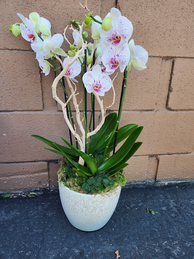 White phalaenopsis orchid plant with pink centers in a cream ceramic pot with moss.