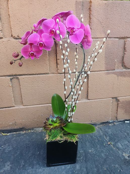 Pink orchid plant with pussy willow stems and a succulent in a black square vase