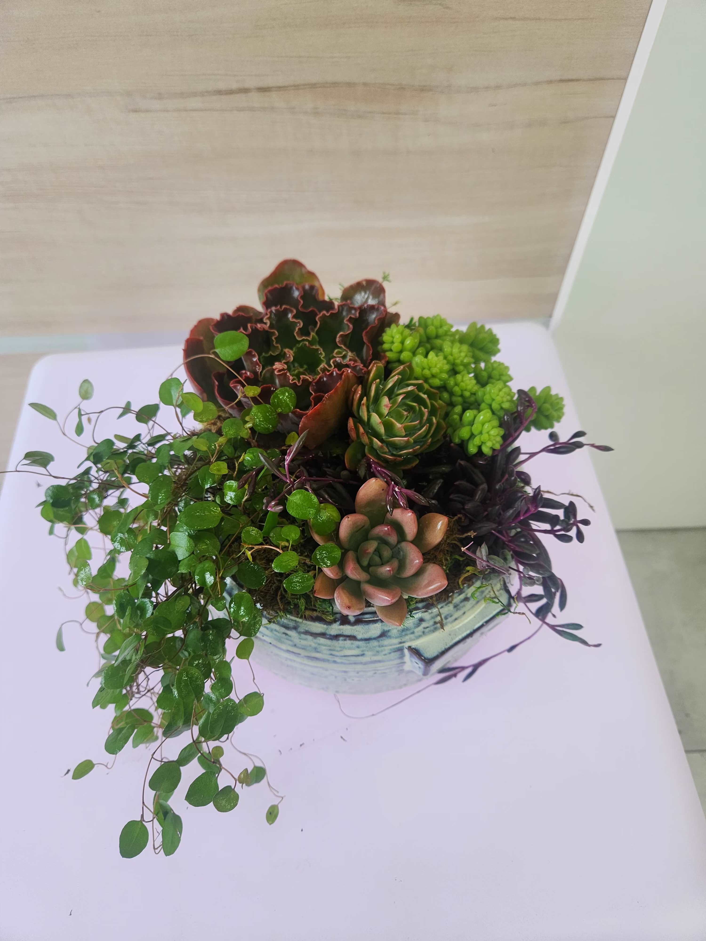 Succulent garden with trailing vines arranged in a round ceramic pot.