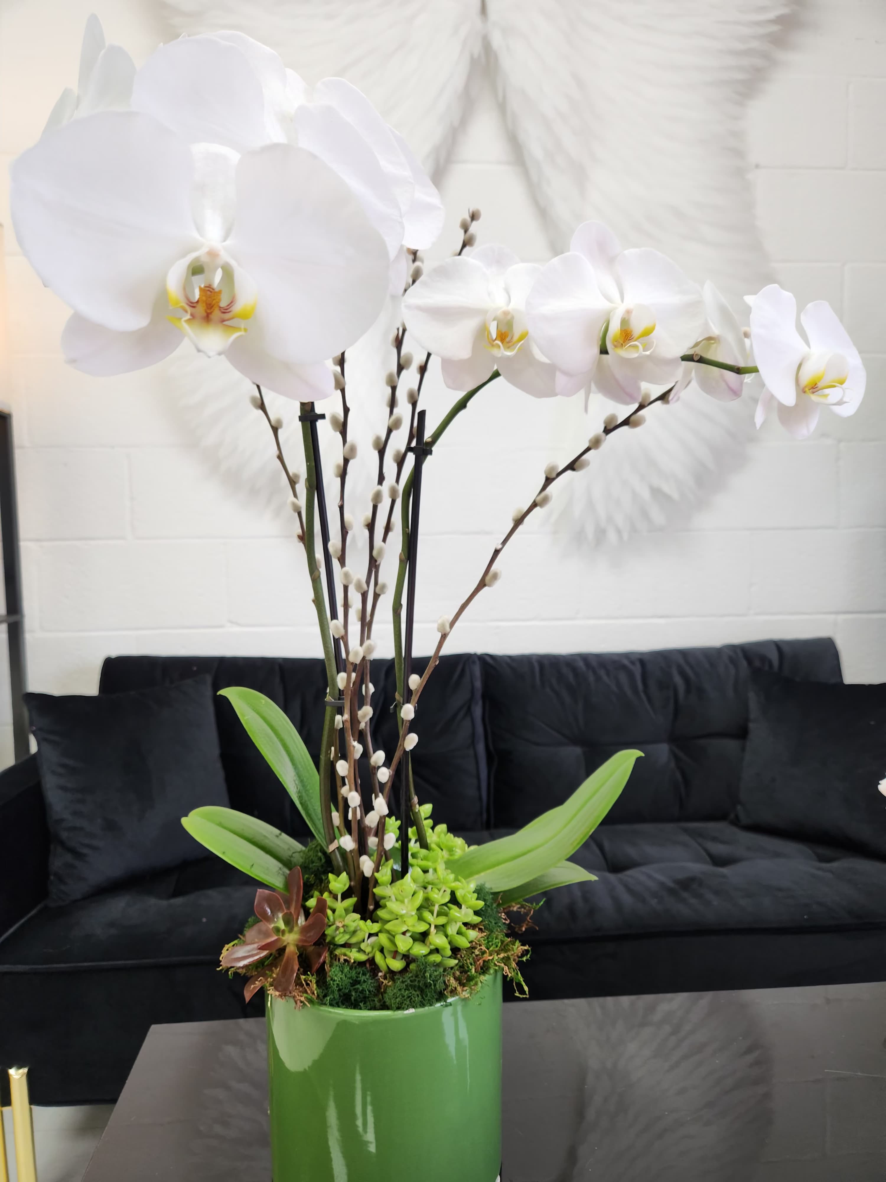 Tall white phalaenopsis orchid plant with succulents in a shiny green pot on a table