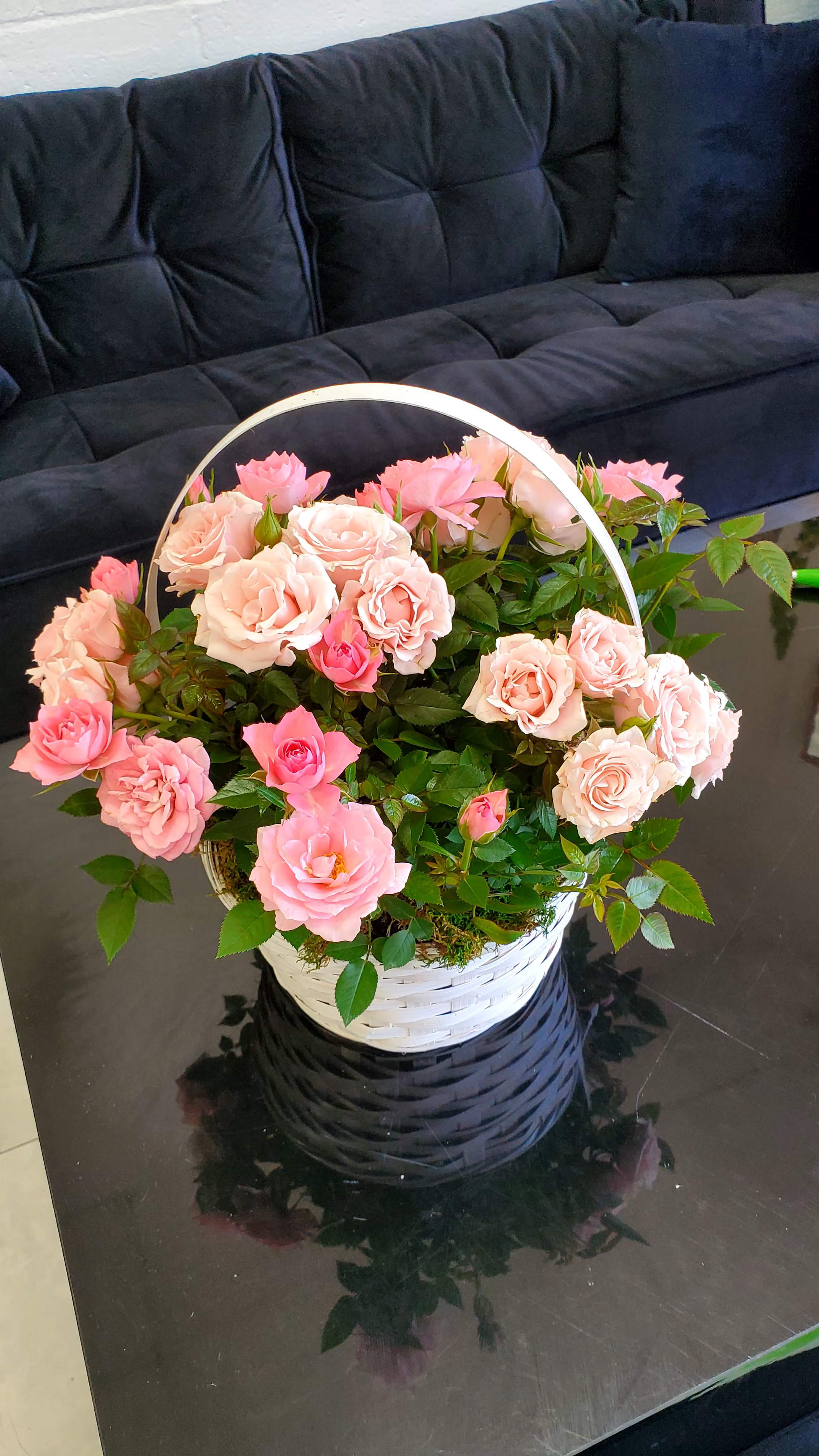 Pink rose plant in a white basket with handle on a black table