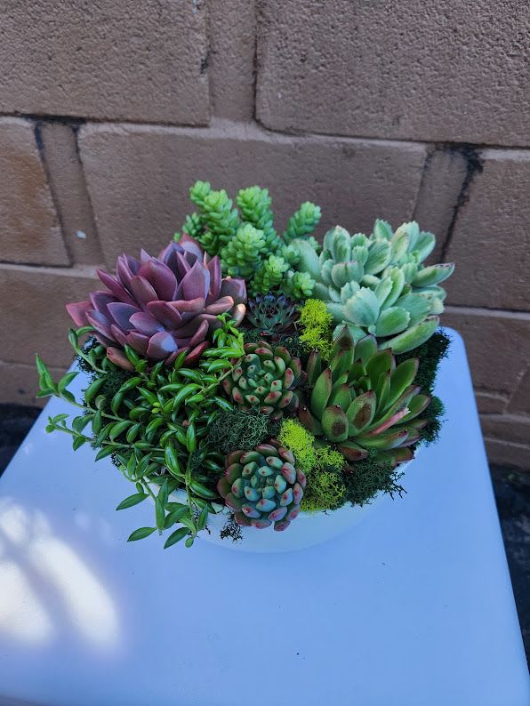 Dish garden of assorted green and purple succulents in a white bowl planter