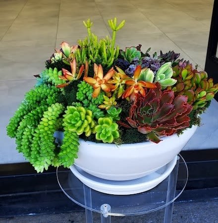 Low white bowl filled with assorted green and red succulents with trailing stems.