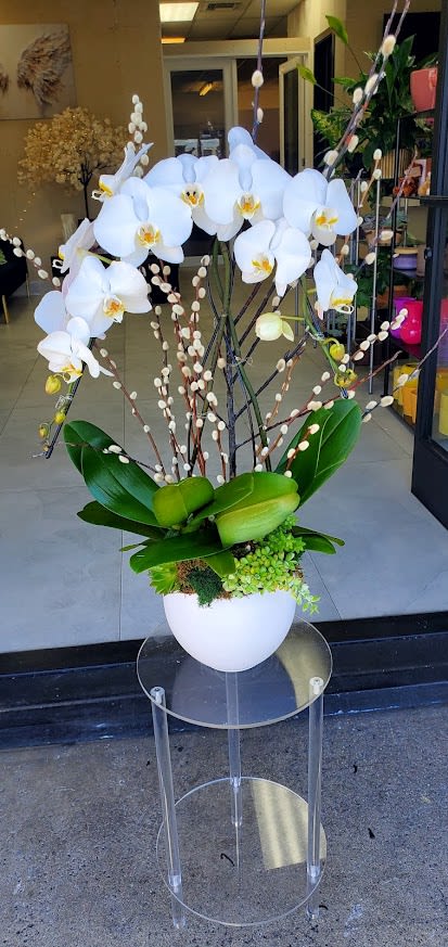 Tall white phalaenopsis orchid plant with pussy willow branches in a white bowl.