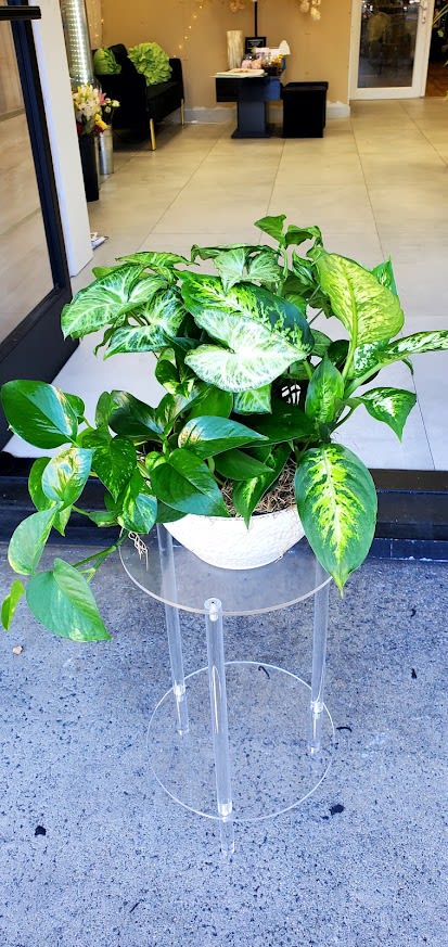 Lush variegated houseplant in a white pot on a clear stand at a doorway