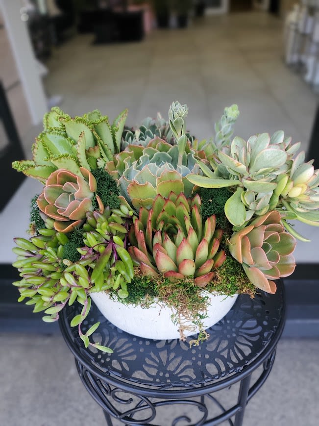 Love my succulent bowl - Dense cluster of assorted succulents (mint, sage, pink tones) in a low white ceramic bowl with trailing stems