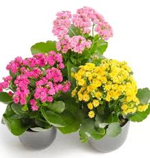 Kalanchoe - Beautiful blooming plant with easy care given bright indirect light and moderate moisture.  6 inch pot.  Colors vary.  To request a specific color put it in the comments and we will do our best to accommodate.  If you need a specific color, please call us and we will be happy to help.