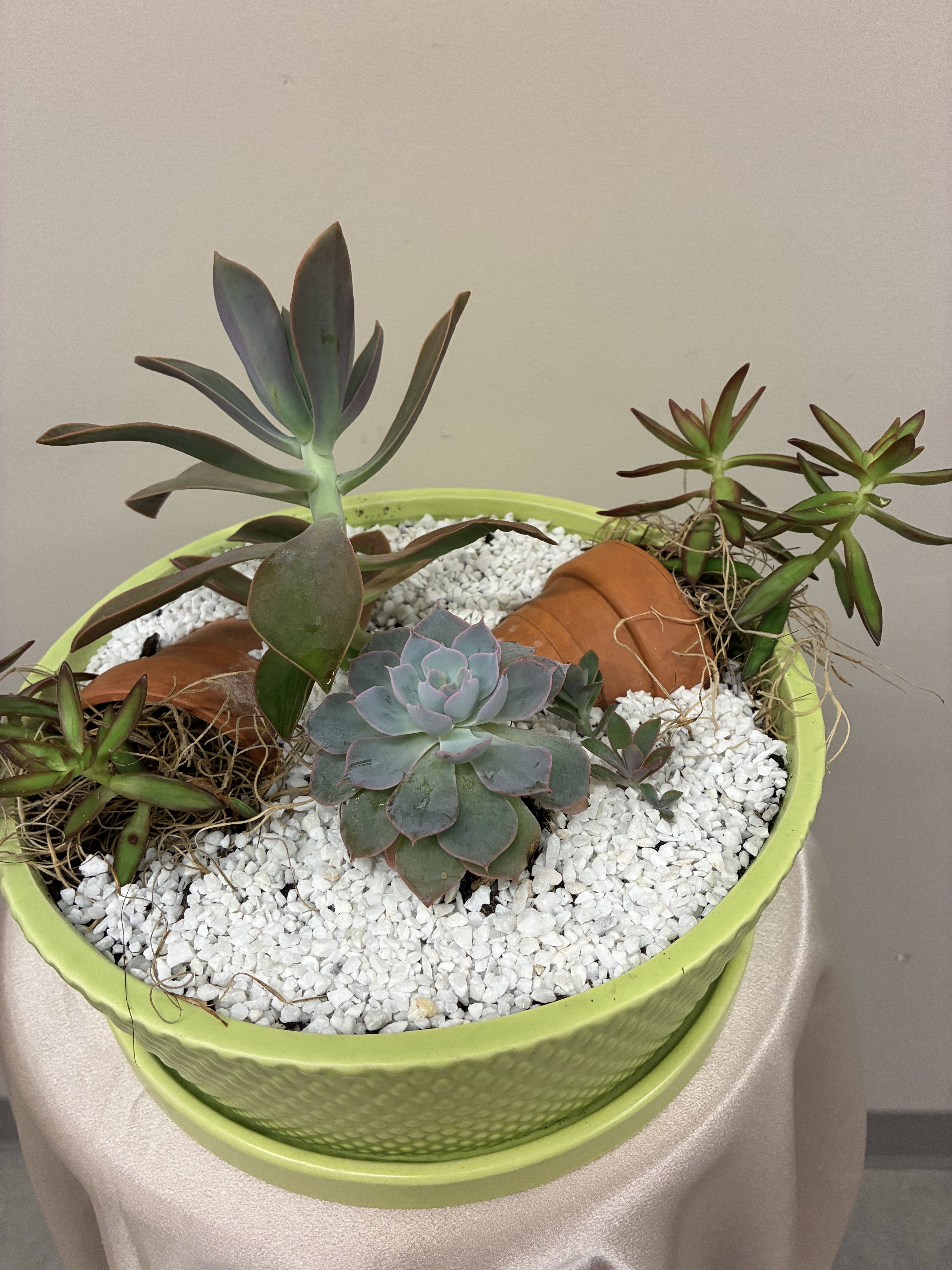 Zen Succulent Garden - A calm, contemporary succulent garden that feels like a little room of zen - perfect as a housewarming plant gift or an everyday centerpiece. This succulent arrangement is planted in a shallow lime-green ceramic bowl planter and is ideal for home decor, a thoughtful thank-you, or to mark a new apartment with low-maintenance style.  The design centers on a large rosette succulent with pale lavender-green tones, surrounded by paddle-like and spiky succulents for varied height and texture. White decorative stones and gravel top the soil for a clean finish, and two small terracotta pot accents add a touch of rustic warmth against the cool foliage. Colors range from green and muted purple to soft pink and orange highlights in the fleshy leaves, creating a layered, textural look.  Made for easy care, this arrangement thrives in bright, indirect light and needs only occasional watering - the sort of gift that will make the person you're thinking of feel cared for without demanding attention. 