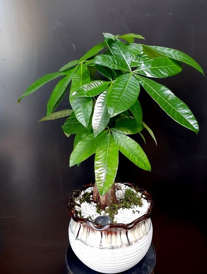 Potted money tree plant in a decorative ceramic pot