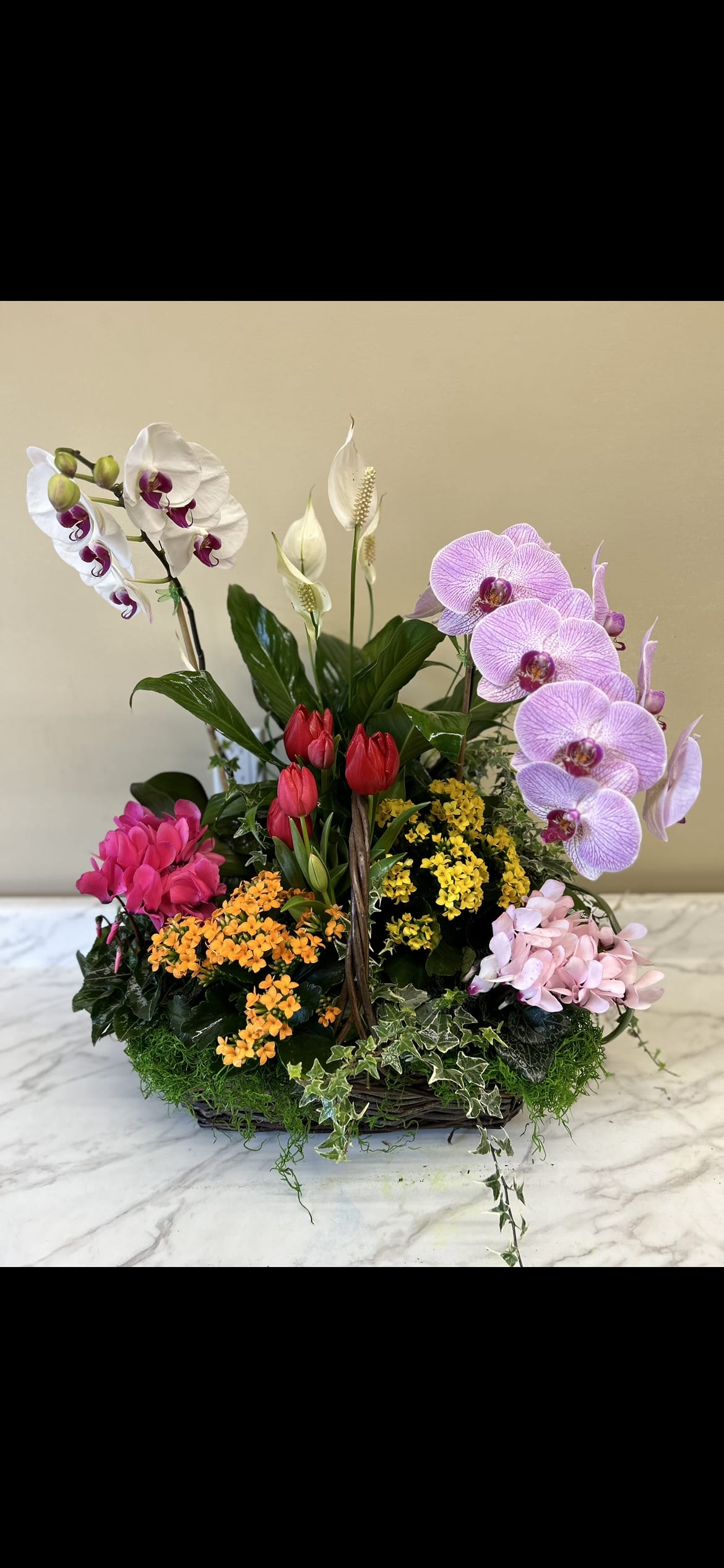 Mixed orchid and tulip arrangement in a basket with ivy and moss