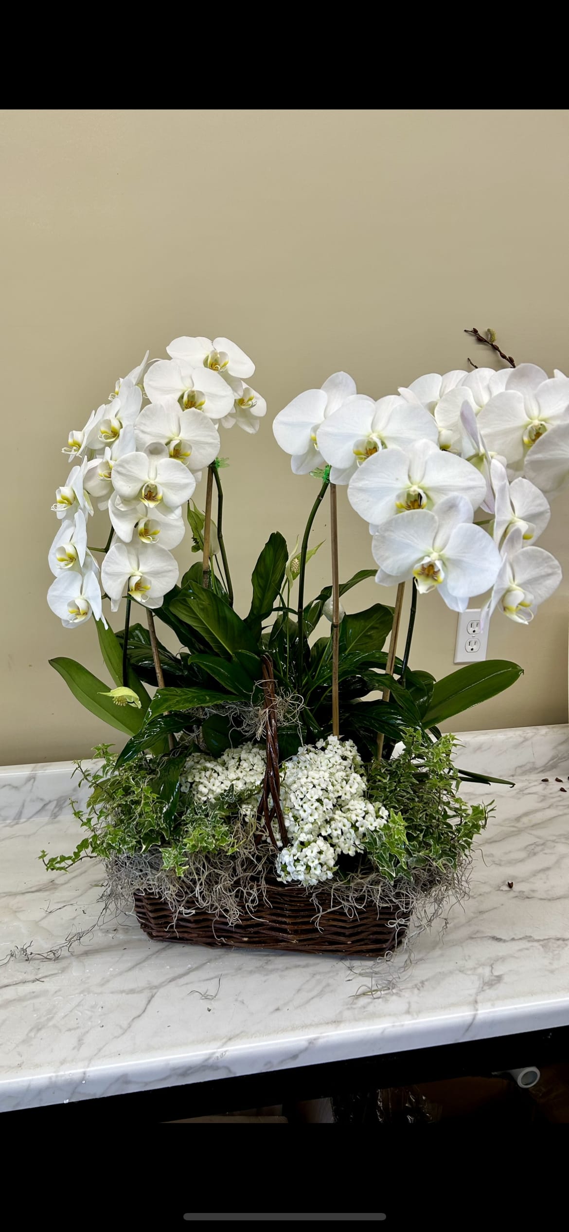 White orchids arranged in a wicker basket with green plants