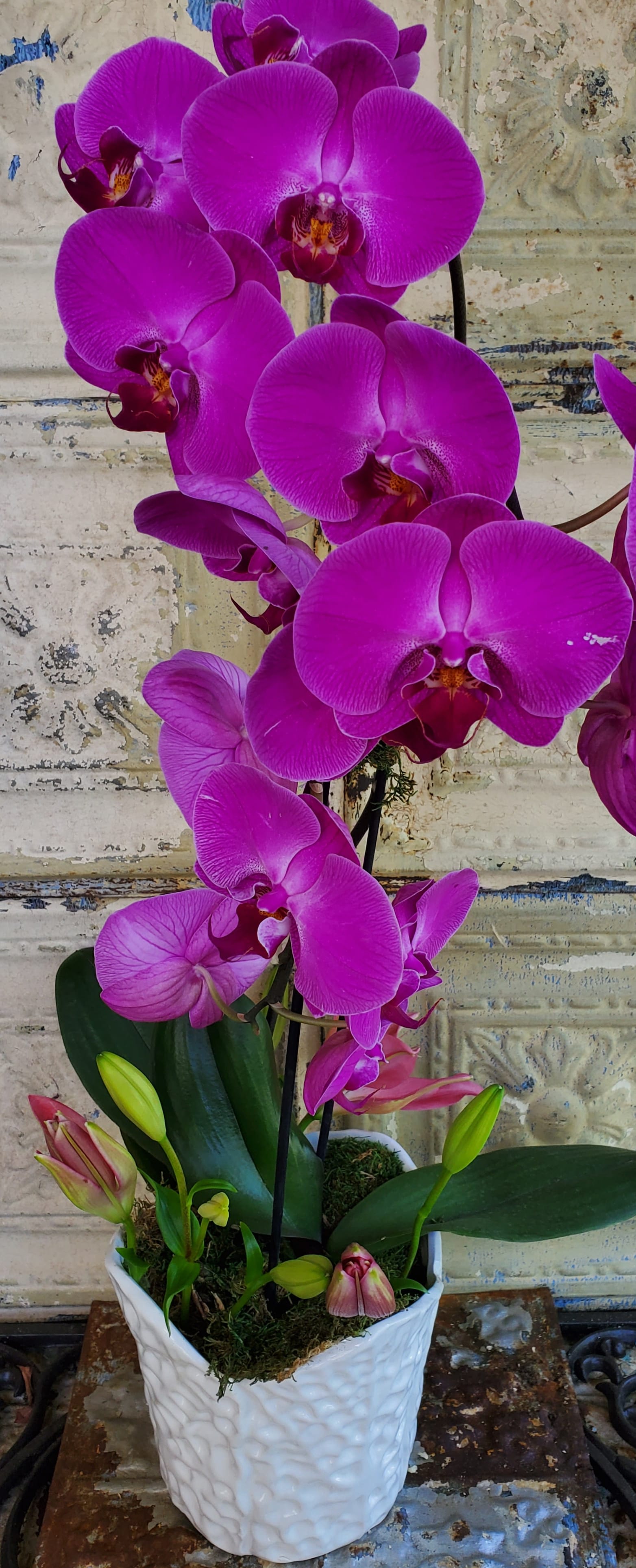 Purple orchids in a white textured pot with unopened buds