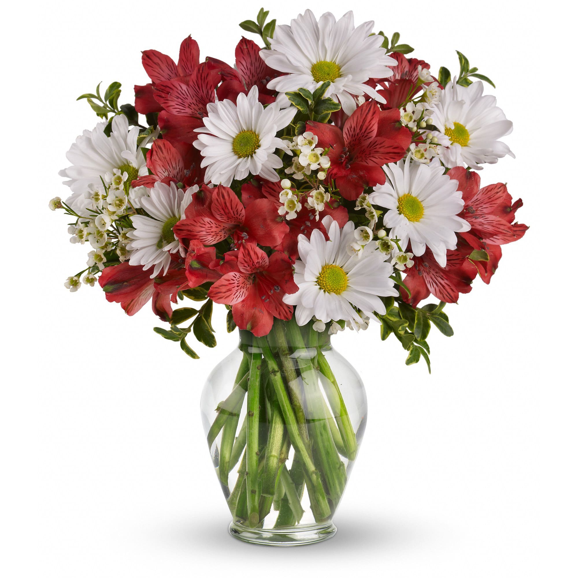 Dancing in Daisies  - Daisy days are here again! Reconnect with an old friend by sending this enchanting array of white daisies and red alstroemeria in a sparkling clear glass vase. They'll love it - and you! Expect a phone call.