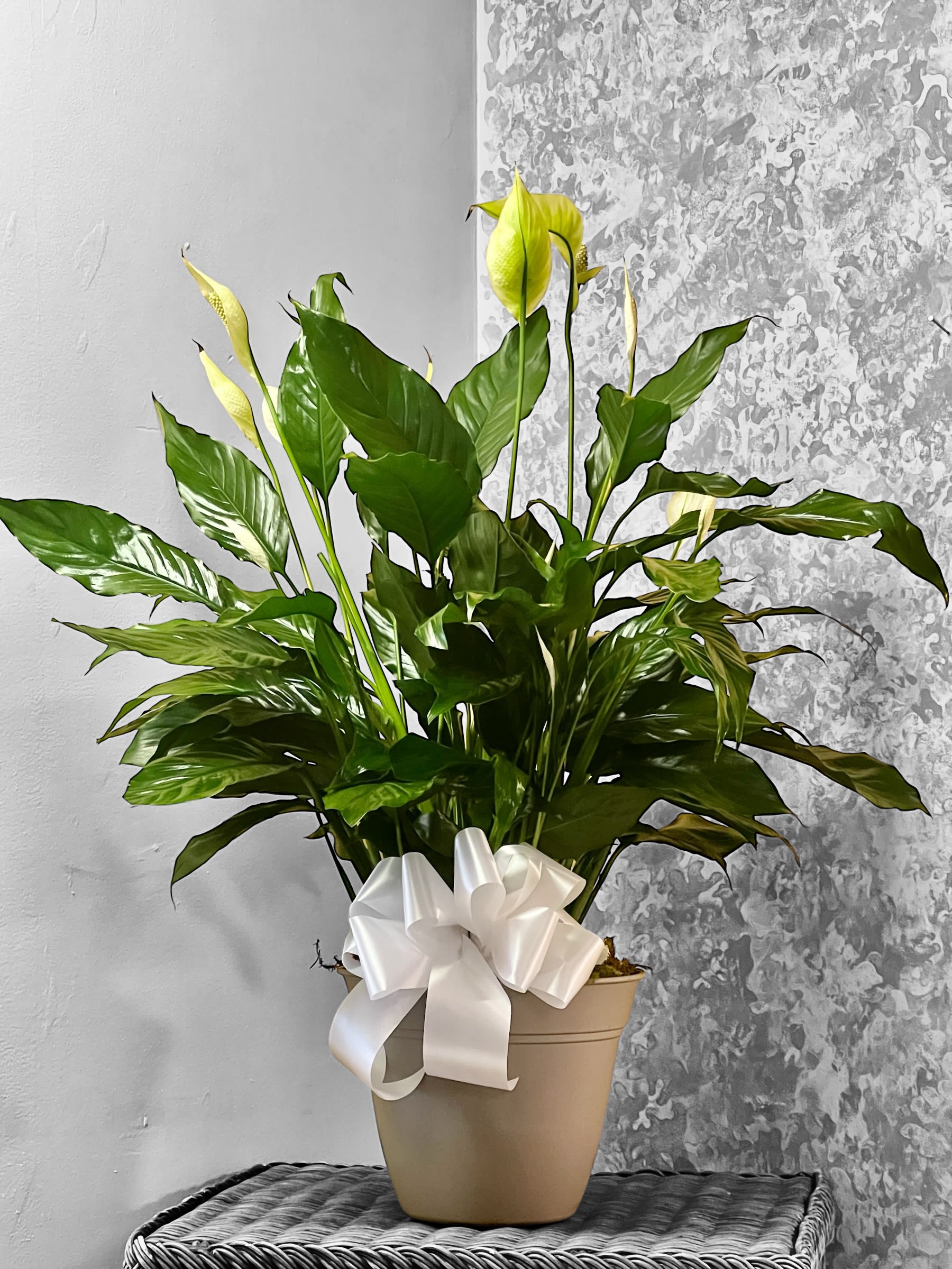 Potted peace lily with white blooms and a white ribbon bow
