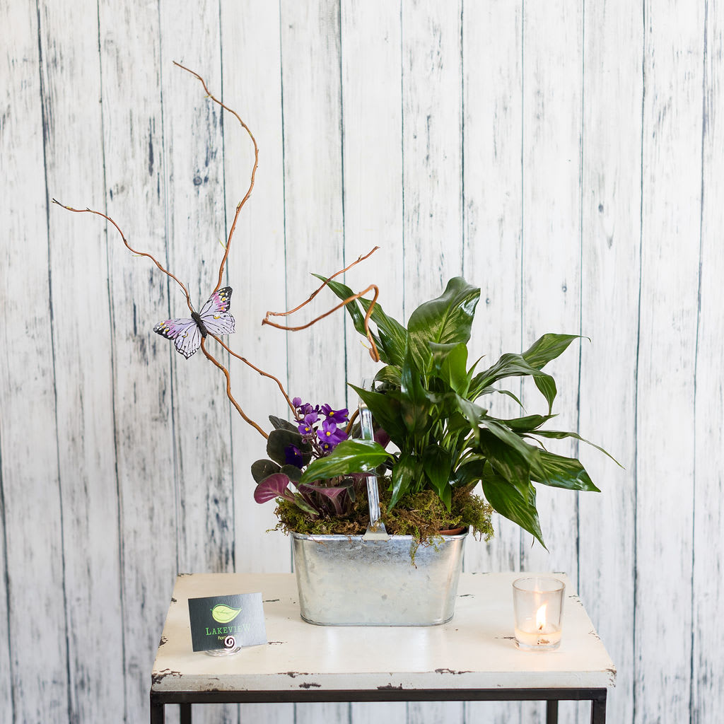 Potted plant arrangement in a metal bucket with a butterfly pick