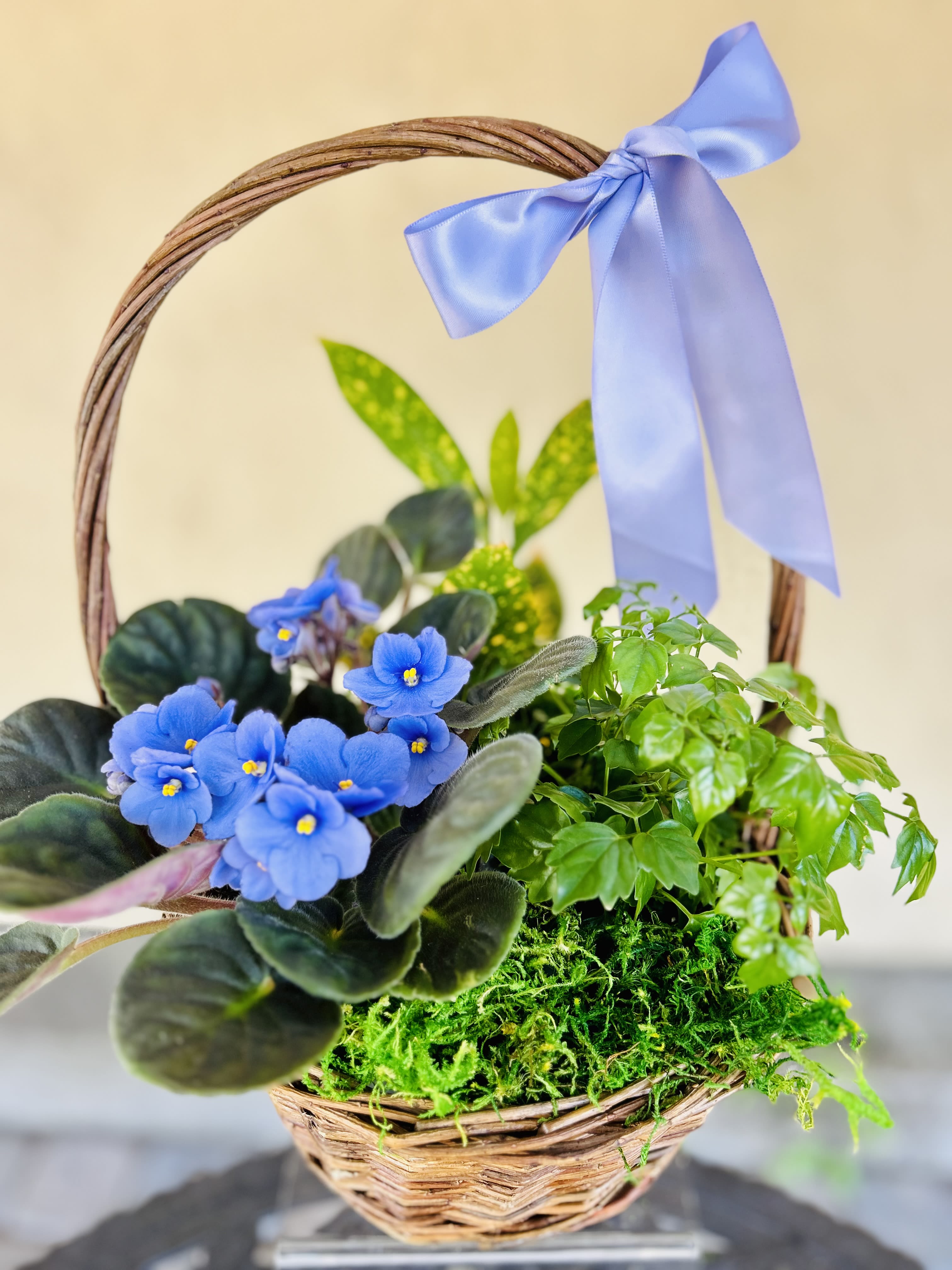 Violet Plant Basket - Bright blue African violet-style blooms nestle among glossy green foliage in a handwoven basket, making this violet plant basket a cheerful housewarming, birthday, or "thinking of you" plant gift. The pale blue satin bow tied to the handle adds a soft, celebratory touch-perfect for the person you want to brighten with a long-lasting, living surprise rather than cut flowers.  This garden-style mix sits on a mossy base that highlights the intense blue and purple tones while the varied leaf textures lend a fresh, homey feel. Delivered in a sturdy woven basket with a satin ribbon, it's ready to display on a windowsill, side table, or entryway; light, regular watering and bright, indirect sun will keep the plants thriving.
