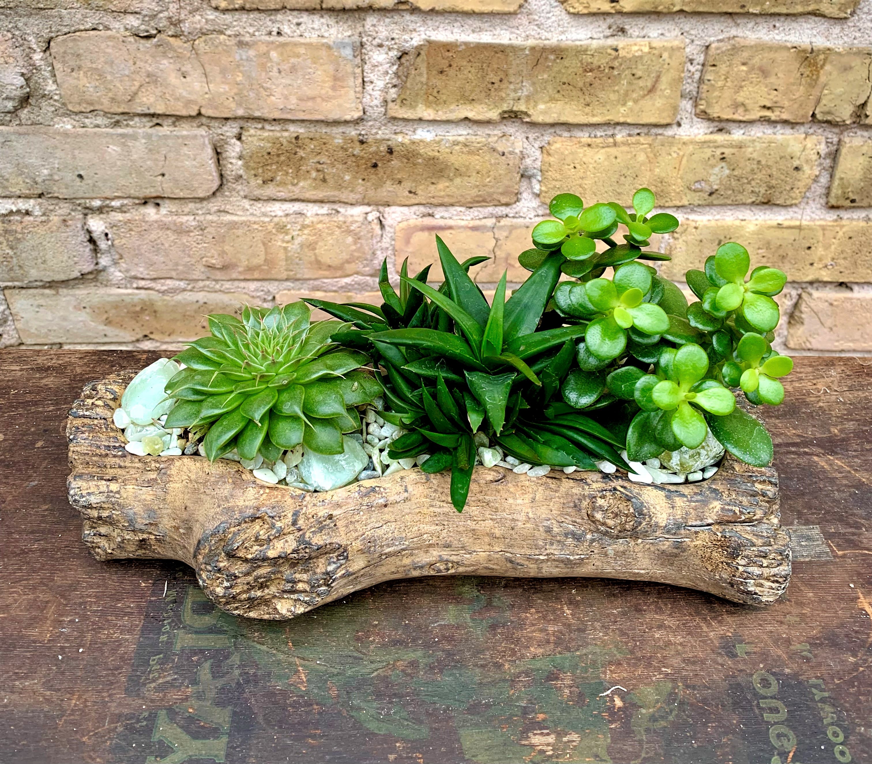 Succulent arrangement in a rustic wood log planter with white stones