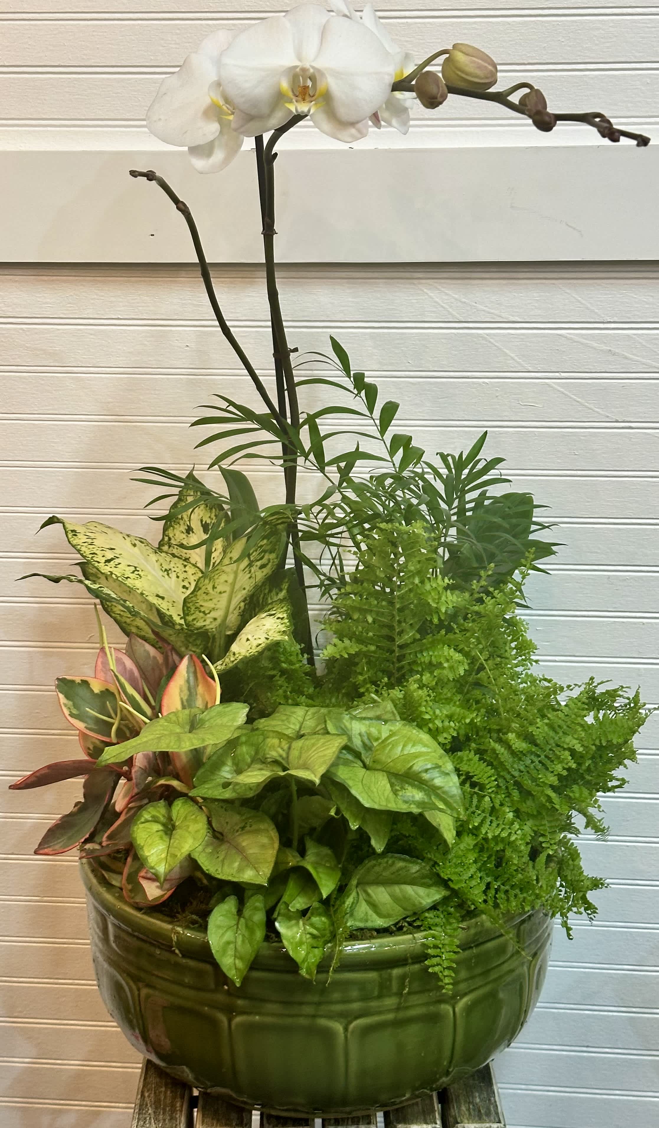 White orchid in a green bowl planter with assorted houseplants