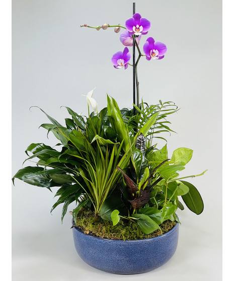 Purple orchid arrangement in a blue bowl planter