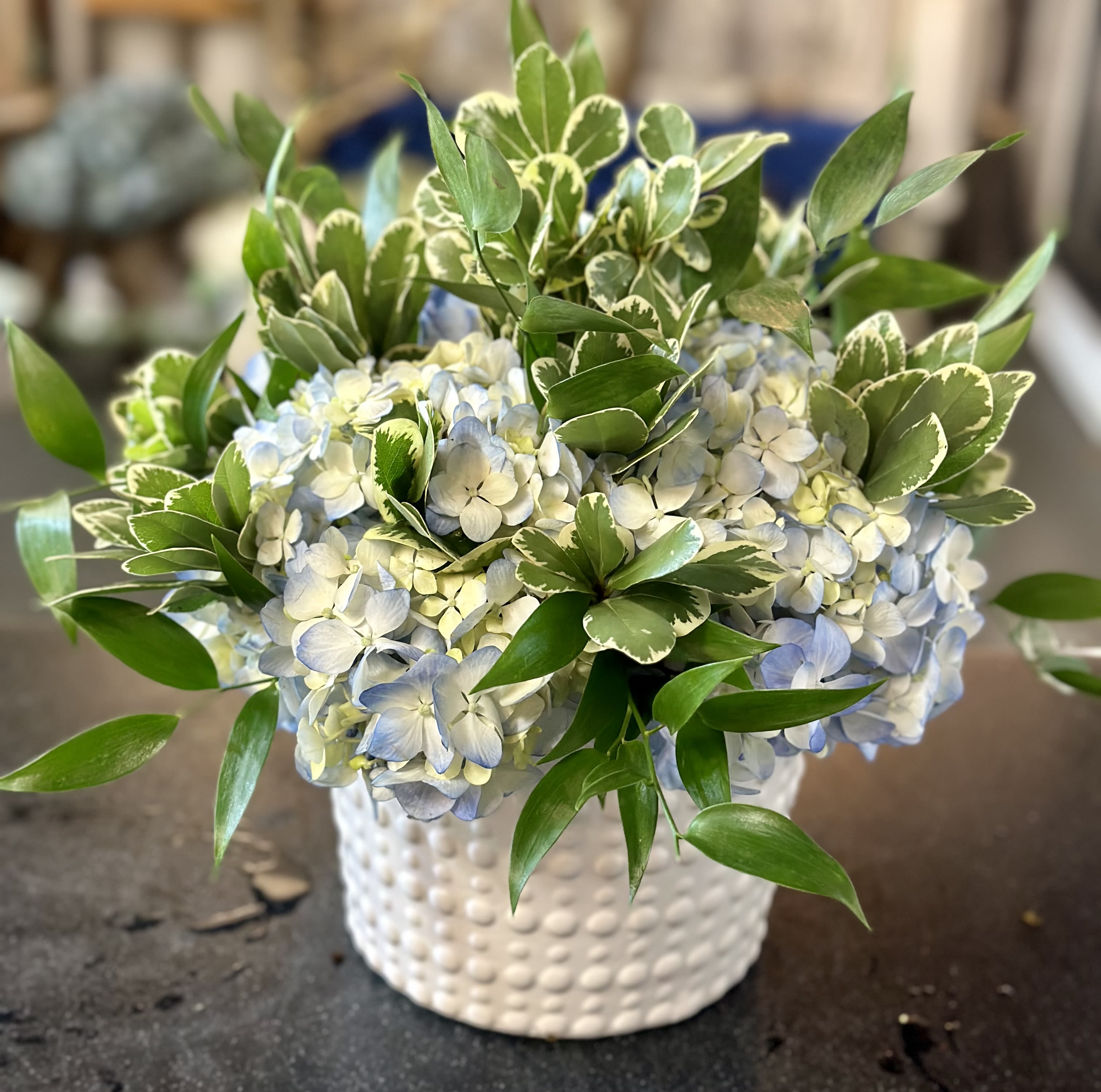Blue and white hydrangeas in a white textured vase with green foliage